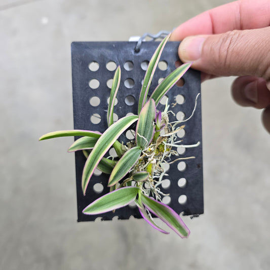 Dendrobium 'Thai Peal'