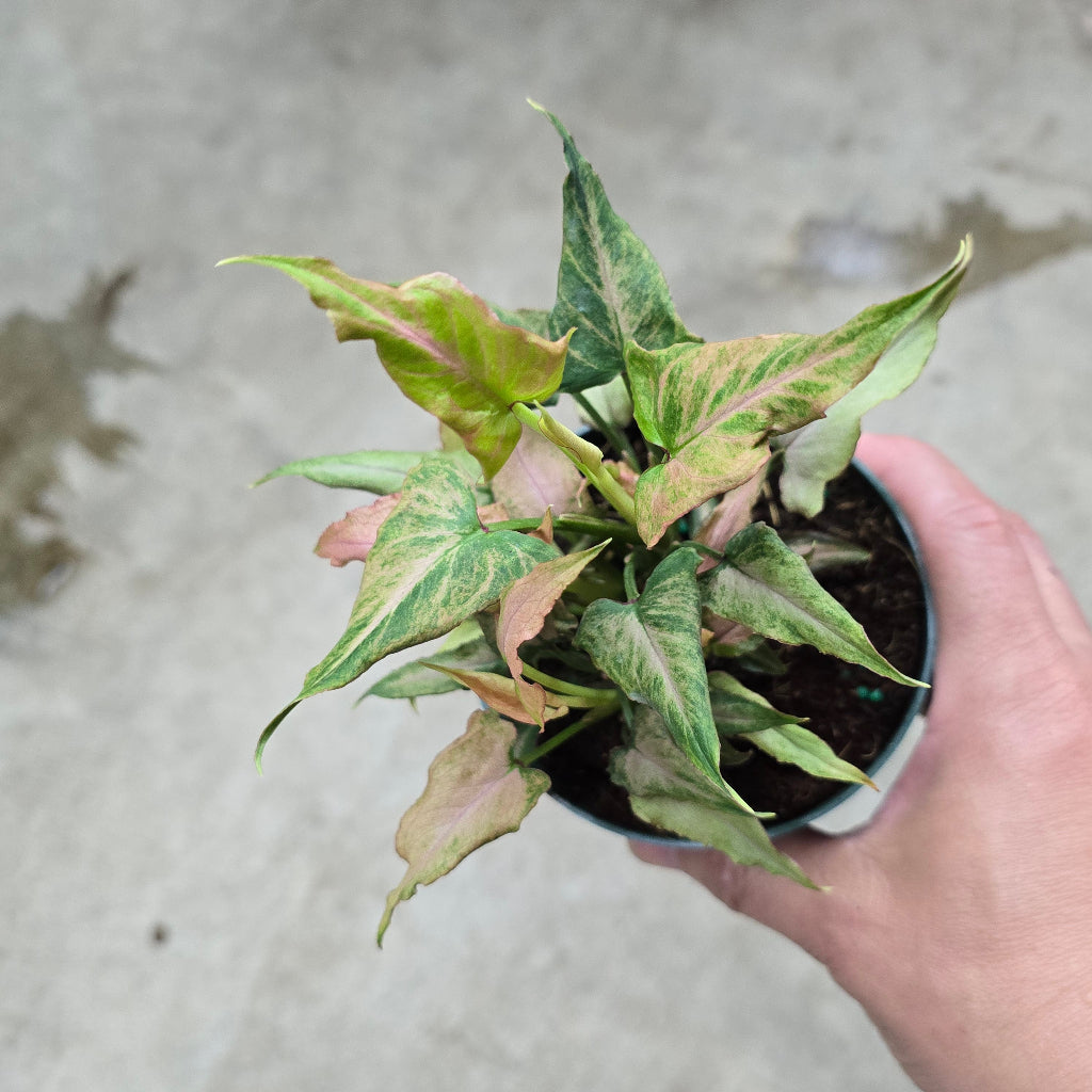 Syngonium podophyllum 'Mickey' - 4"