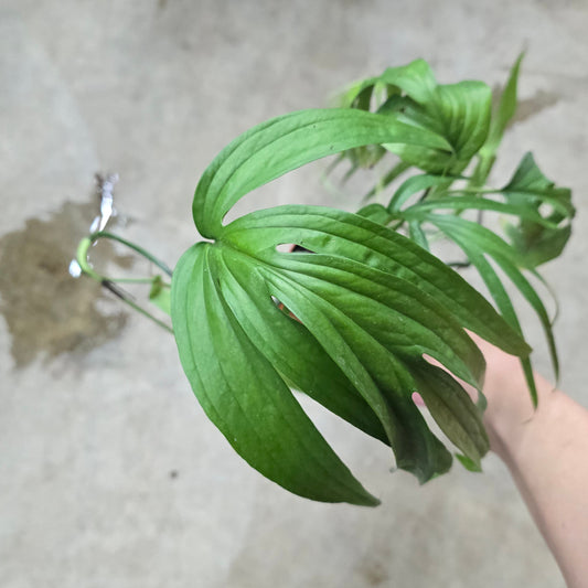 Amydrium zippelianum - 4"