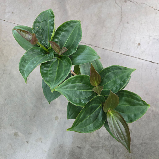 Medinilla myriantha - 4"