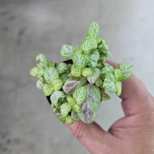 Fittonia 'Mosaic Lemon' - 2"