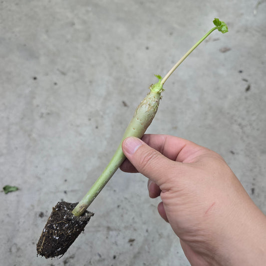 Jatropha podagrica - 2" (Starter)