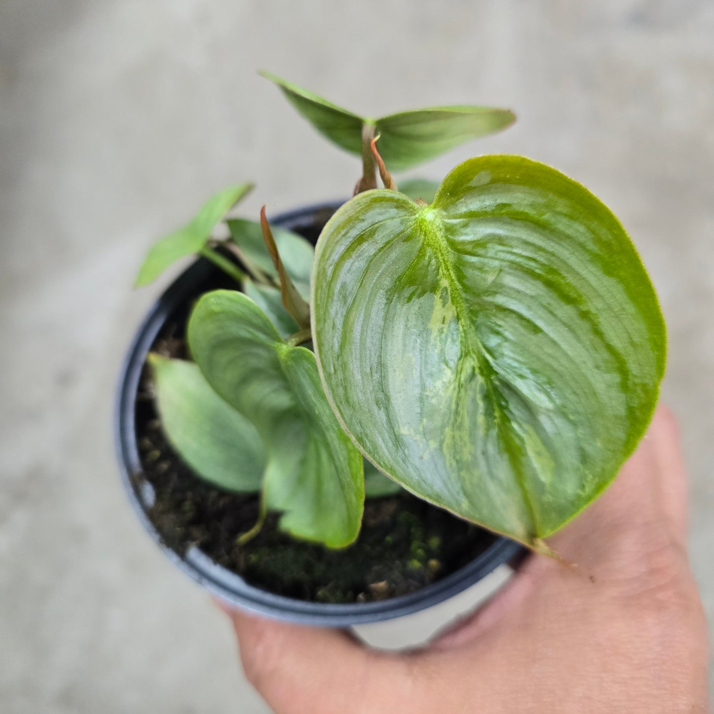 Philodendron sodiroi - 4"