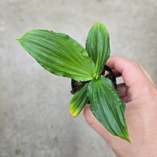 Carludovica palmata - 2"