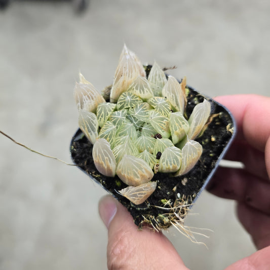Haworthia cooperi ‘Variegata’ - 2"