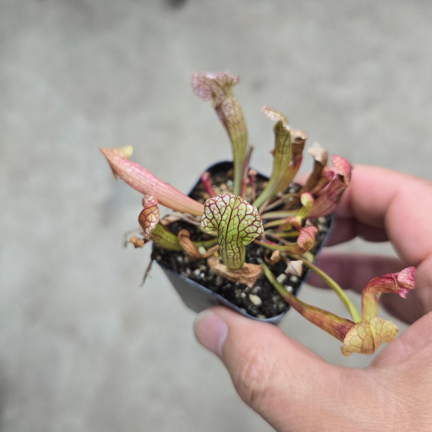 Sarracenia 'Velvet' 2"