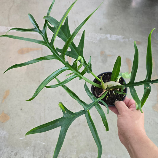 Philodendron tortum - 4" (wide form)