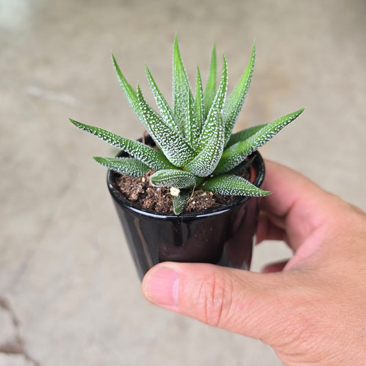 Haworthia assorted - 2" (ceramic pot)