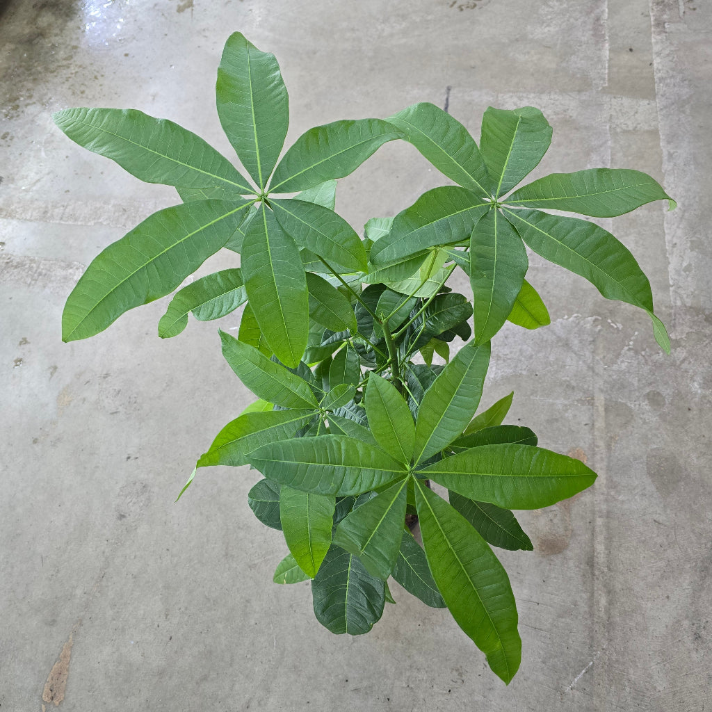 Pachira aquatica - 6" braid