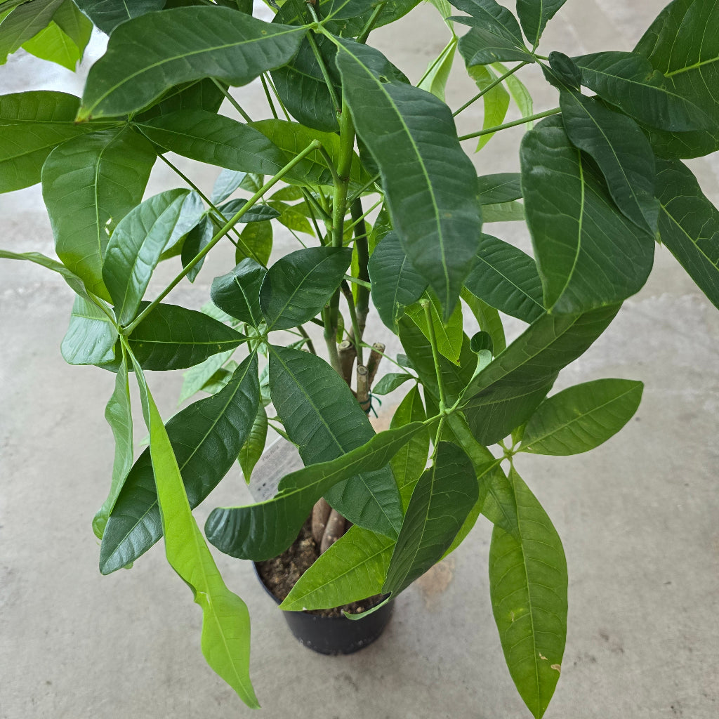 Pachira aquatica - 6" braid