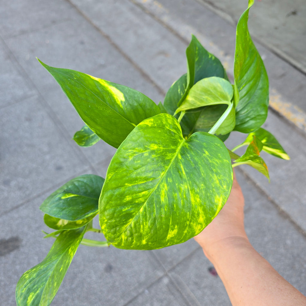 Epipremnum 'Golden Hawaiian' - 4"