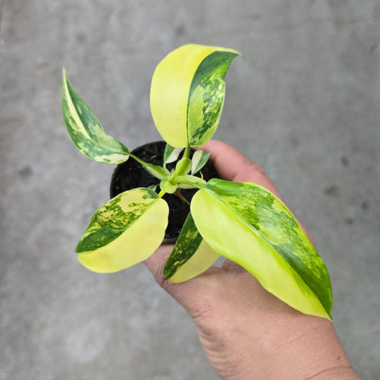 Philodendron domesticum 'Variegata' - 2"