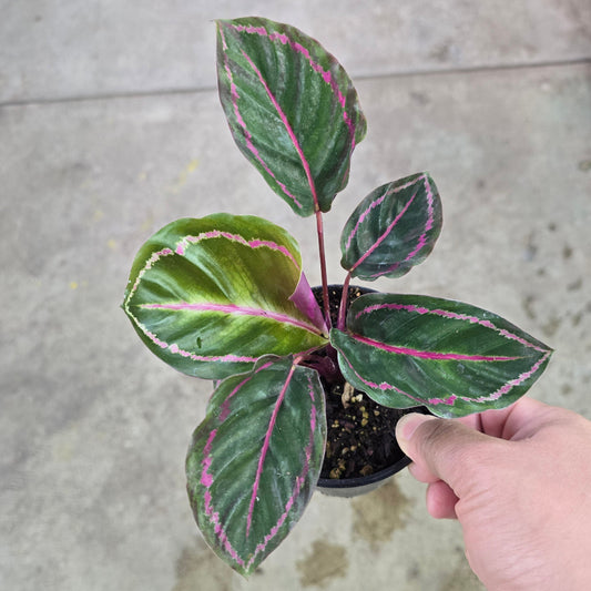Calathea Roseopicta Illustris - 4"
