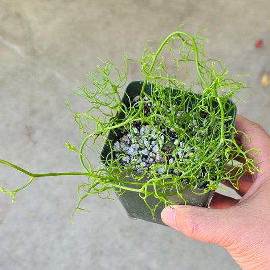 Boweiea volubilis - 4"