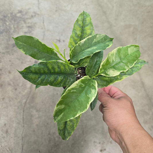 Hoya multiflora variegated - 4"