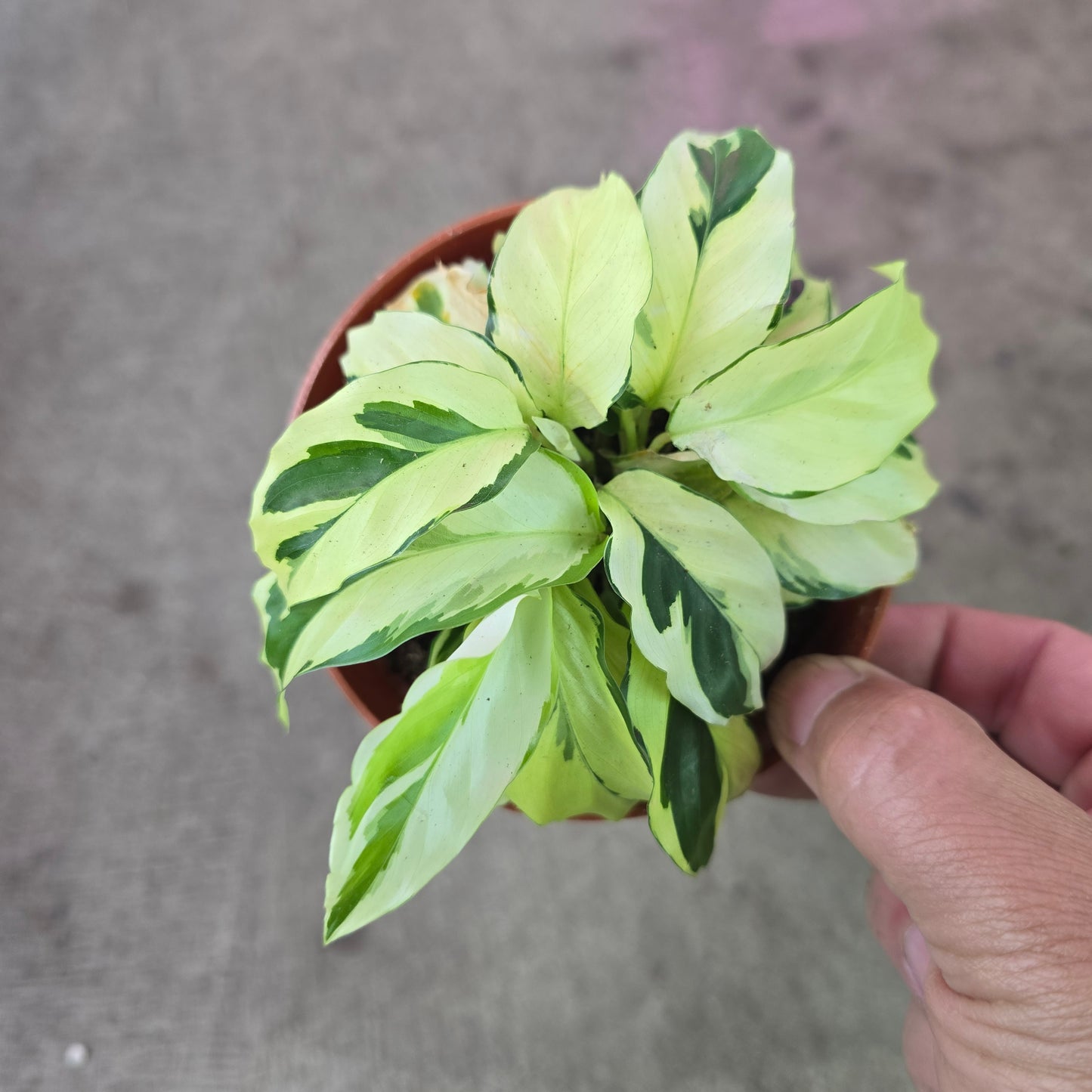 Calathea Lietzei ‘Fusion Yellow’ - 4"