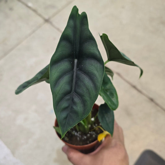 Alocasia venusta - 4"