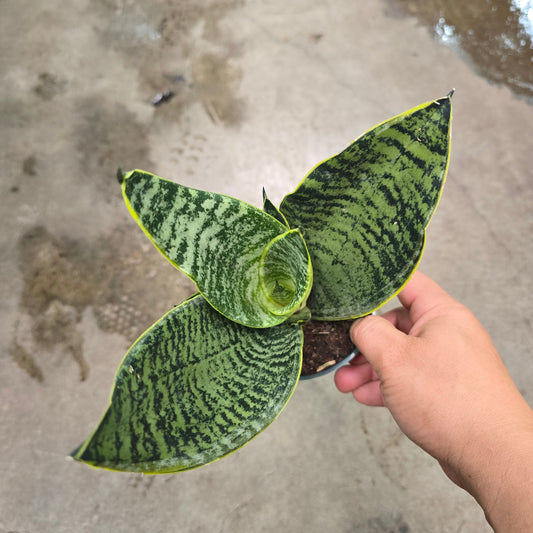 Sansevieria trifasciata 'Golden Edge Robusta'- 4"