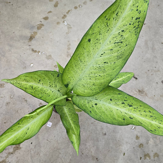 Dieffenbachia 'Maui Wowie' - 6"