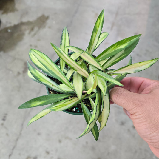 Hoya kentiana 'Variegated' - 4"