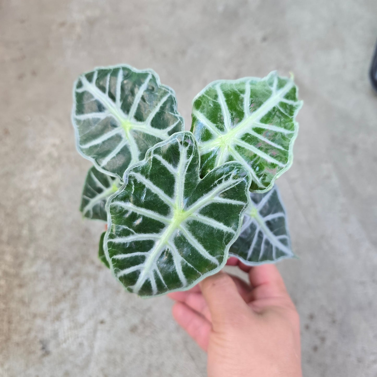 Alocasia 'Parasol' - 2"