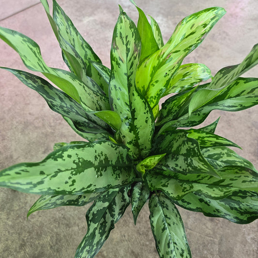 Aglaonema 'Romeo' - 6"