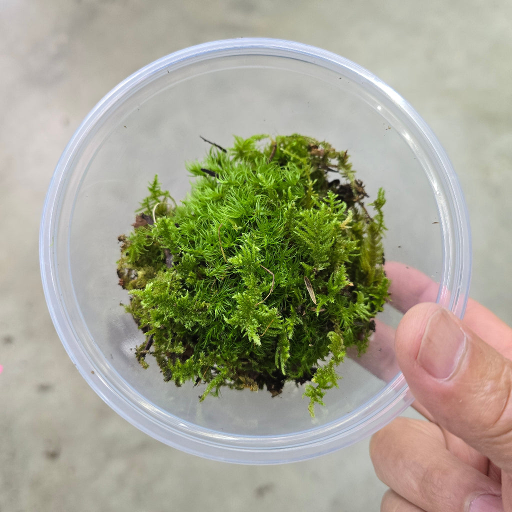 Moss - Assorted