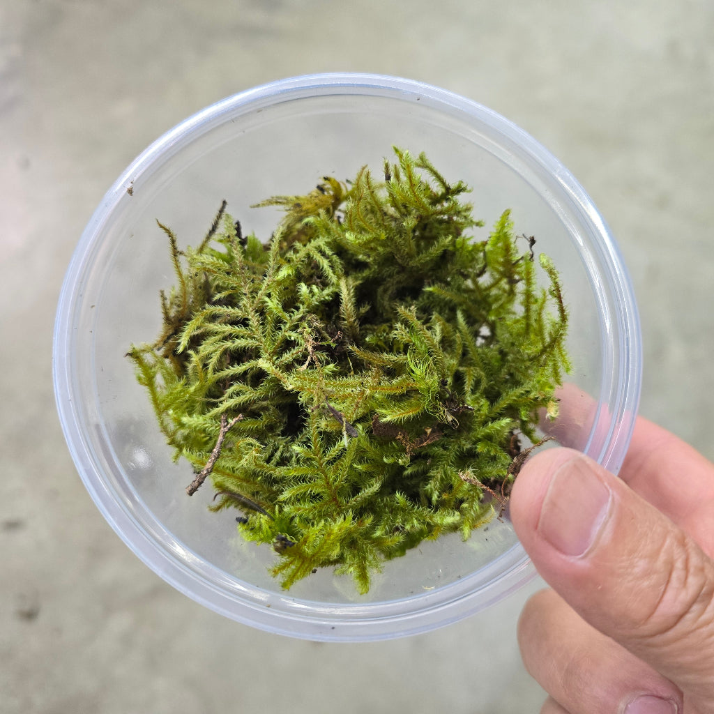 Moss - Assorted