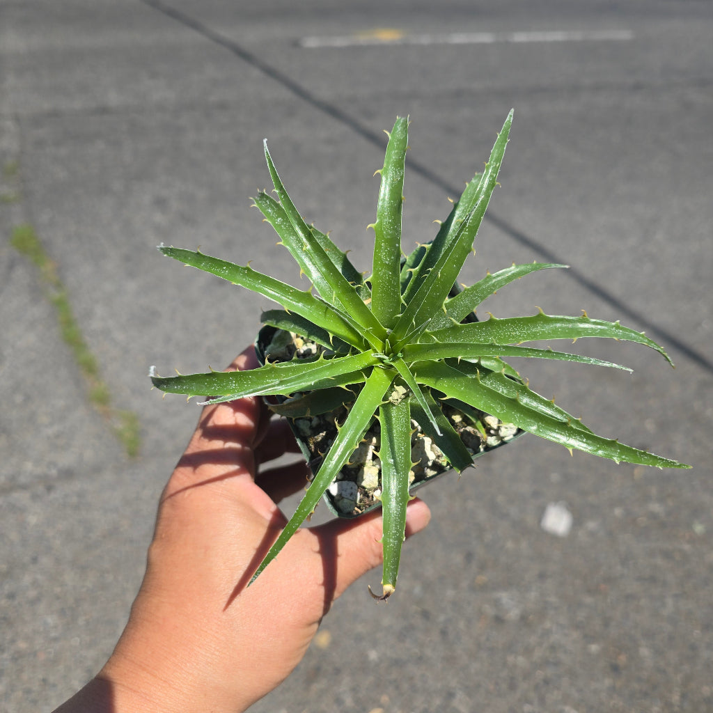 Puya berteroniana - 4"
