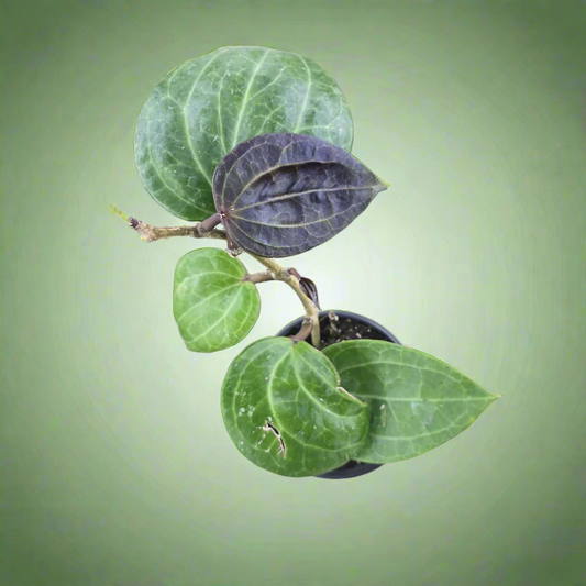 Hoya latifolia sp 'Sarawak' - 4"