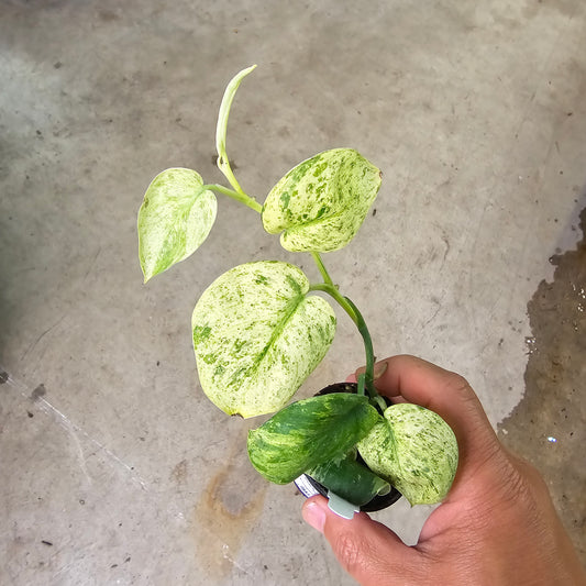 Scindapsus pict. 'Jade Satin Marble' - 2"