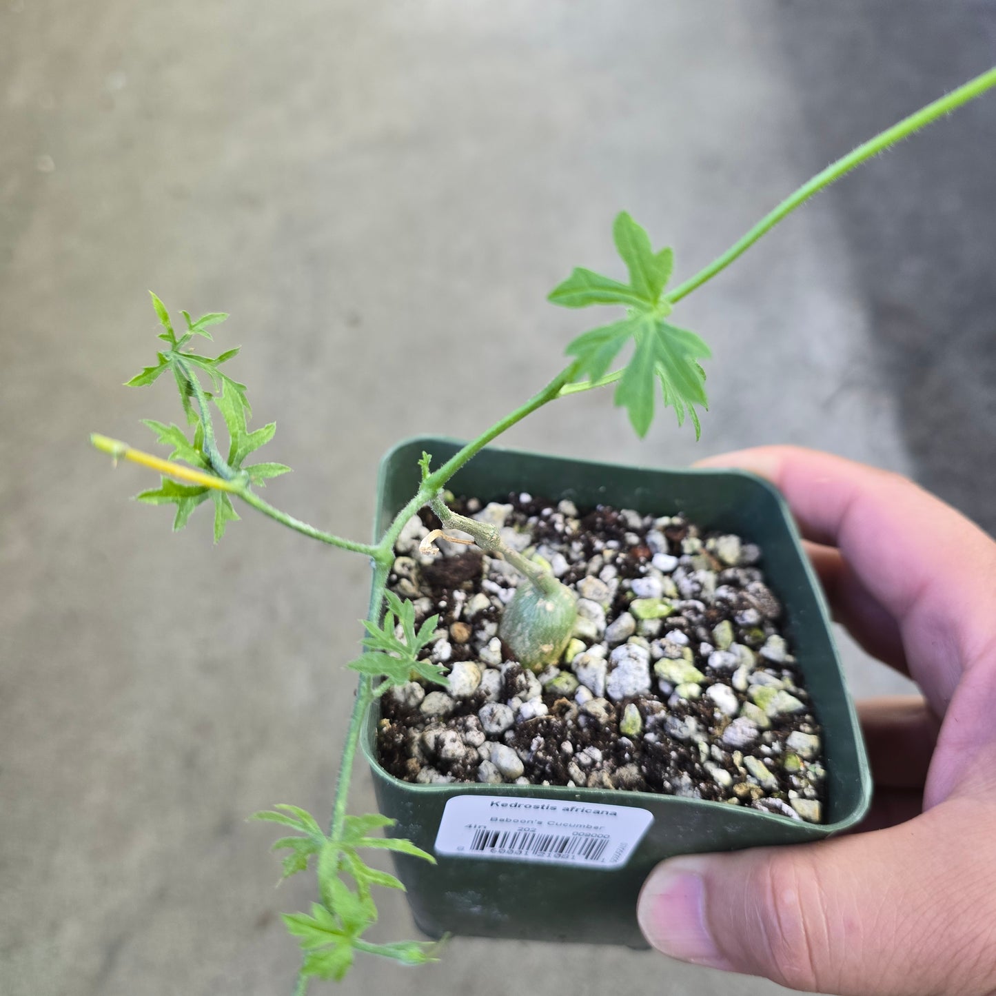 Kedrostis africana - 4"