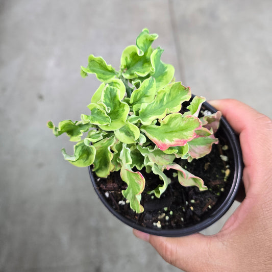 Pedilanthus tithymaloides - 4"