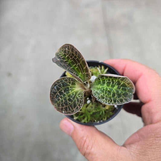 Dossinochilus 'Dreamcatcher' - 2"