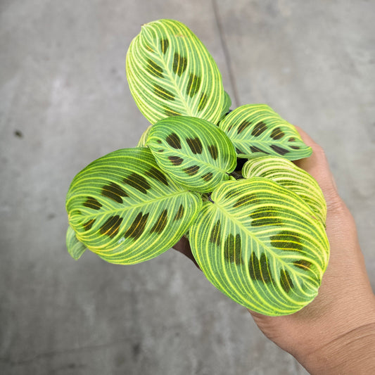 Maranta leuconeura 'Fantasy' - 4"