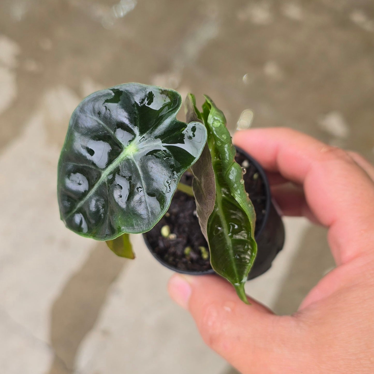 Alocasia 'Parasol' - 2"
