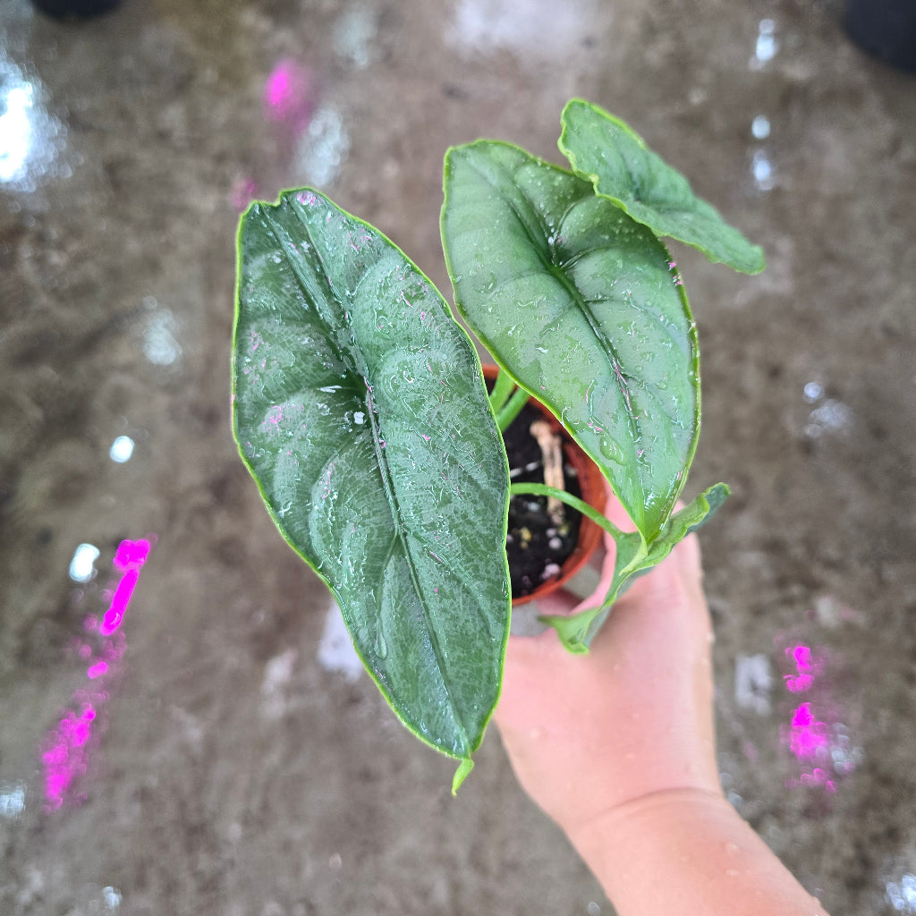 Alocasia Puncak Borneensis - 4"