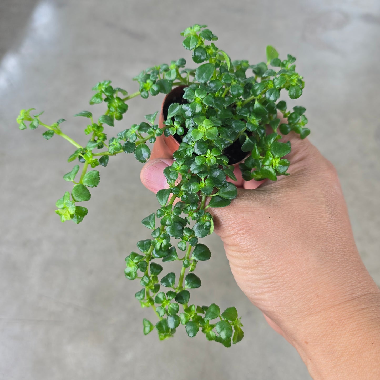 Pilea depressa (Baby Tears) -2"