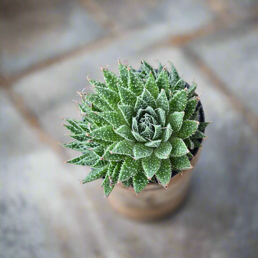 Haworthia aristata - 4"