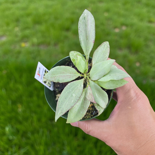 Hoya nicholsoniae ' New Guinea Ghost' - 4"