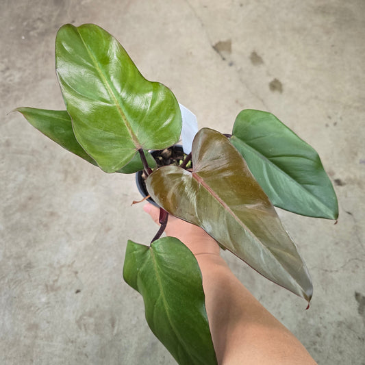 Philodendron erubescens 'Dark Lord' - 4"