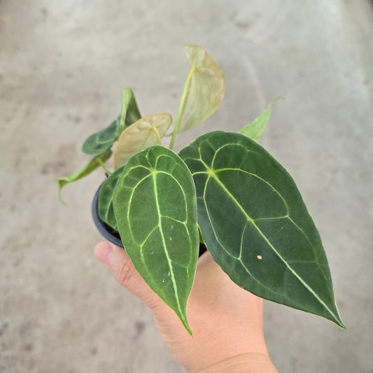 Anthurium forgetii - 4"