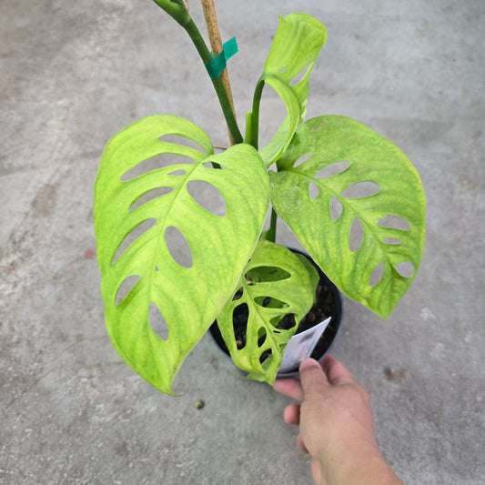 Monstera Esqueleto - 6"