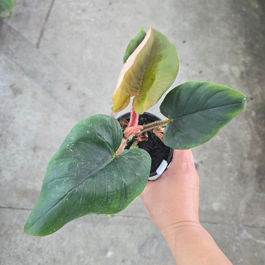 Philodendron serpens - 4"