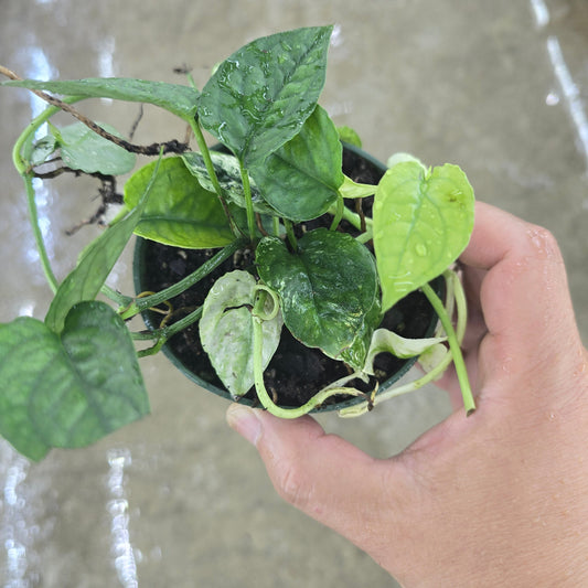 Epipremnum pinantum 'Cebu Blue Variegated' - nodes (5+)