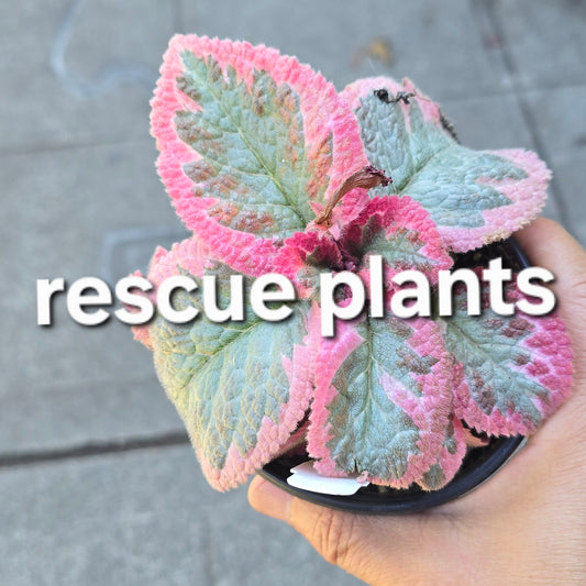 Episcia assorted - 4" (rescue)