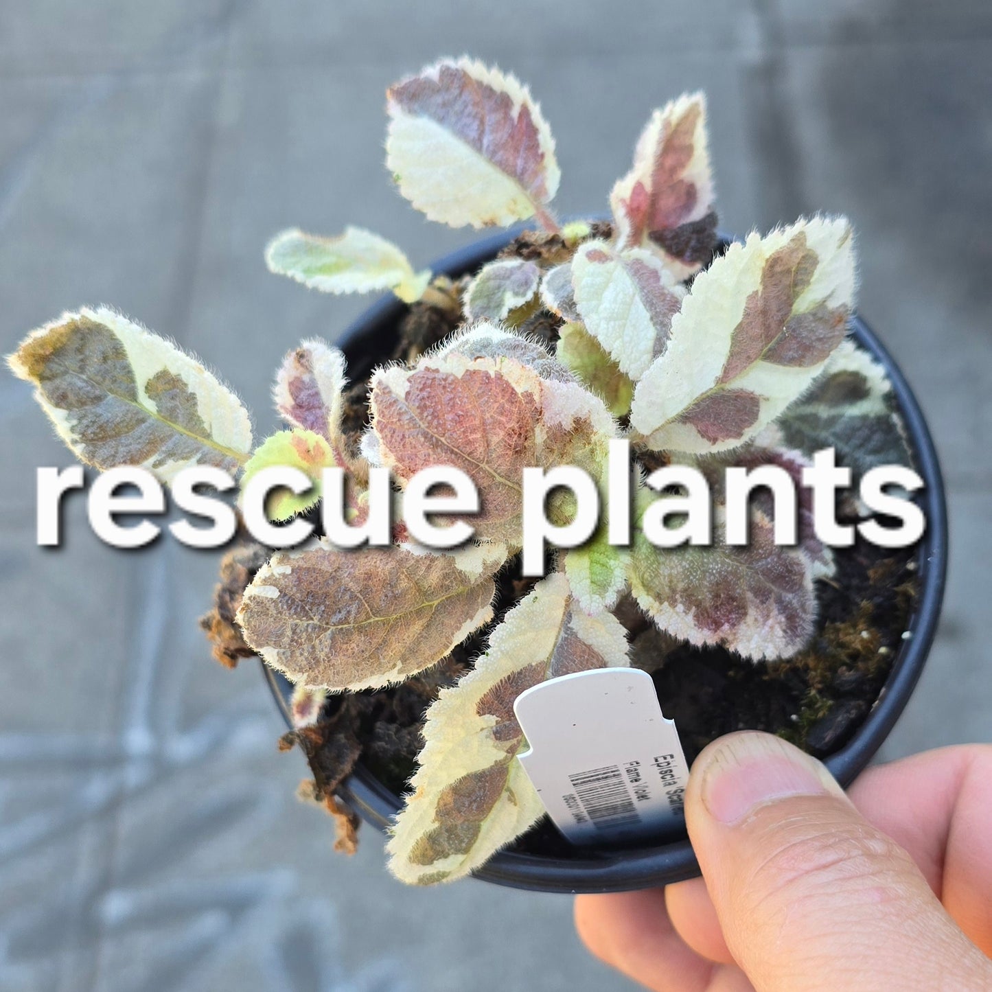 Episcia assorted - 4" (rescue)