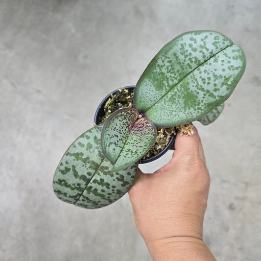 Phalaenopsis schilleriana - 4"