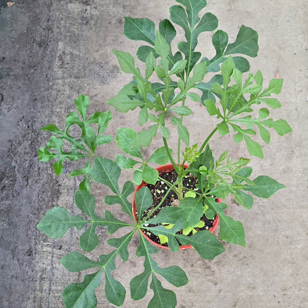Cussonia spicata - 4"