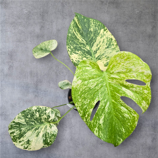 Monstera deliciosa 'Mint' - 4"